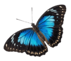 Growing Brands Markenzeichen: Der blaue Schmetterling